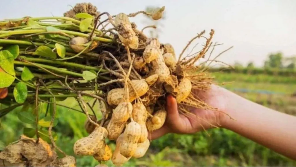 Groundnut Farming in India