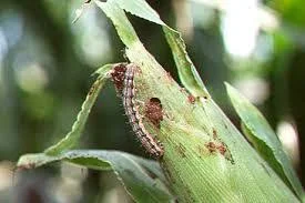 Maize Shoot Fly Control