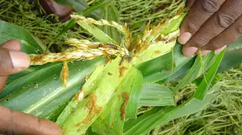 Maize Shoot Fly Control