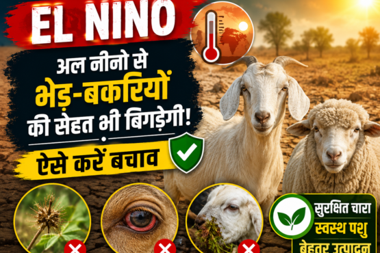 El Nino Se Bhed Bakri Ki Sehat Par Kaisa Asar Hoga