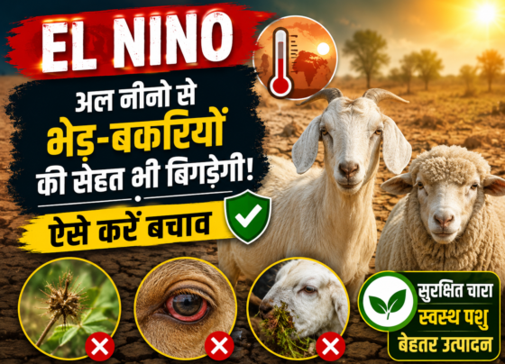 El Nino Se Bhed Bakri Ki Sehat Par Kaisa Asar Hoga