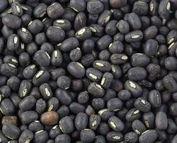  Urad Production