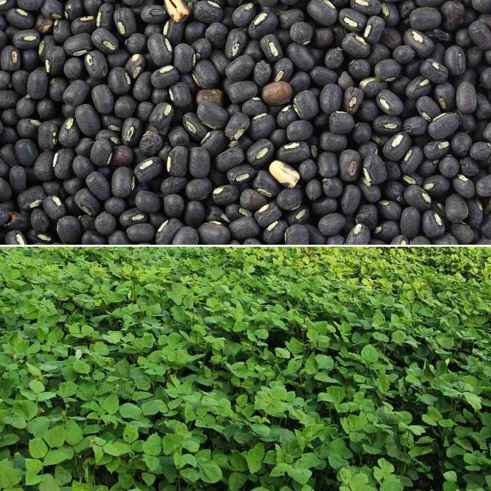  Black Gram Cultivation