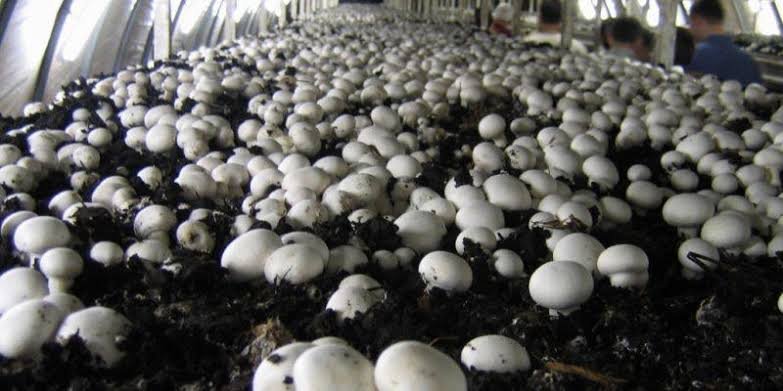 Mushroom Farming Subsidy