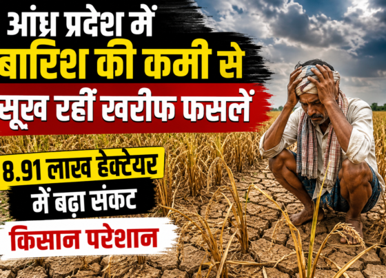 Andhra Pradesh Me Barish Ki Kami Se Kharif Faslen Sukh Rahi Hai