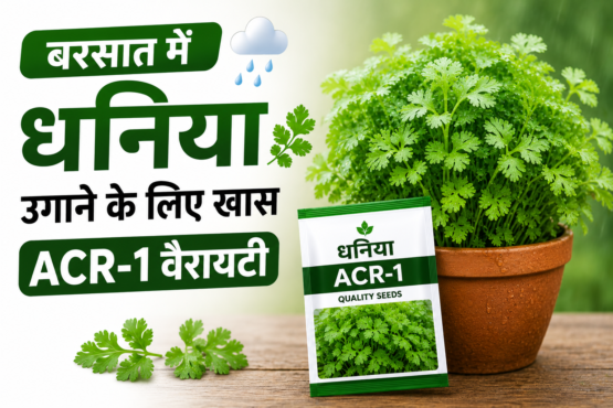Dhaniya Ki Kheti Kaise Kare