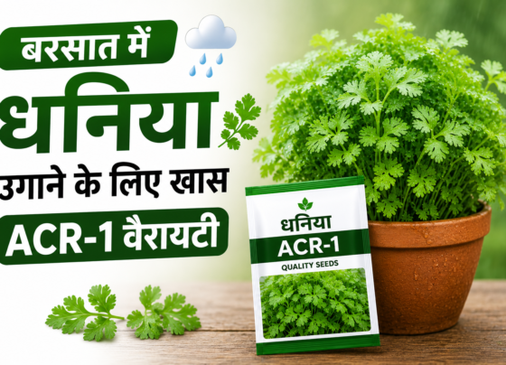 Dhaniya Ki Kheti Kaise Kare