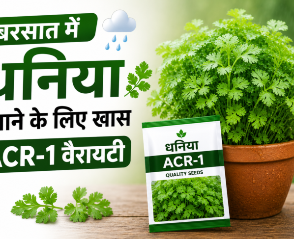 Dhaniya Ki Kheti Kaise Kare