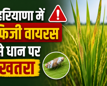 Haryana Mein Fiji Virus Se Dhan Ki Fasal Par Khatra