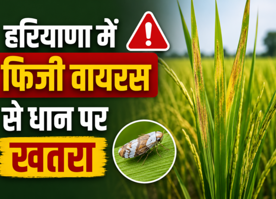 Haryana Mein Fiji Virus Se Dhan Ki Fasal Par Khatra