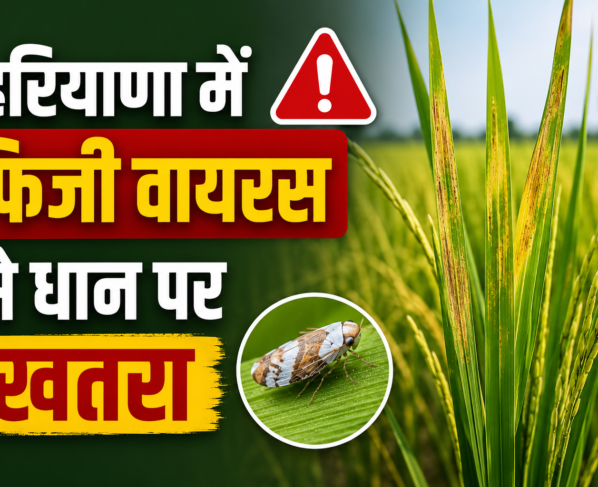 Haryana Mein Fiji Virus Se Dhan Ki Fasal Par Khatra