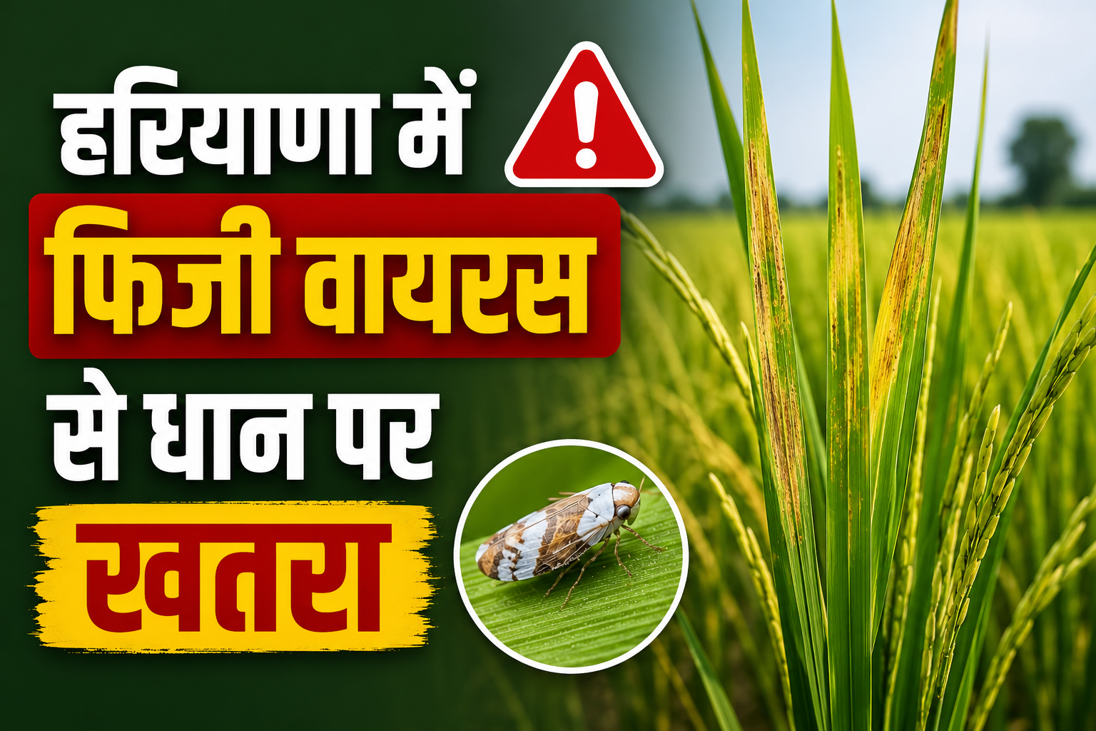 हरियाणा में फिर बढ़ा फिजी वायरस का खतरा, कई जिलों में अलर्ट, किसानों को सतर्क रहने की सलाह Haryana Mein Fiji Virus Se Dhan Ki Fasal Par Khatra