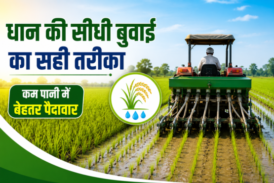 Dhan Ki Seedhi Buwai Kaise Kare