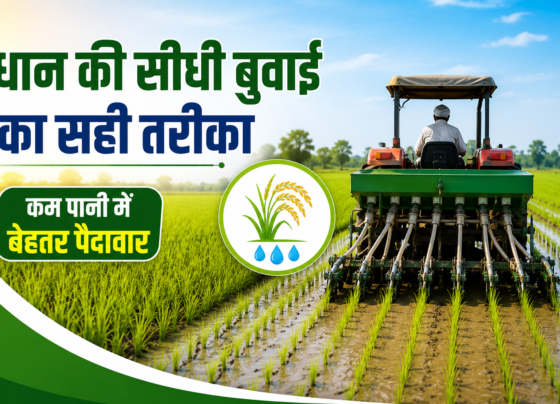 Dhan Ki Seedhi Buwai Kaise Kare