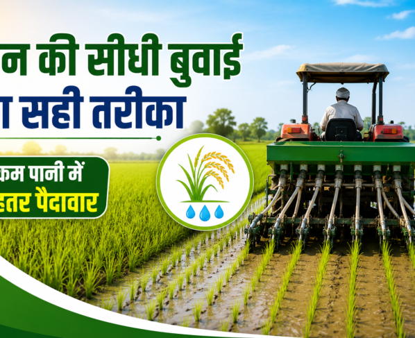Dhan Ki Seedhi Buwai Kaise Kare