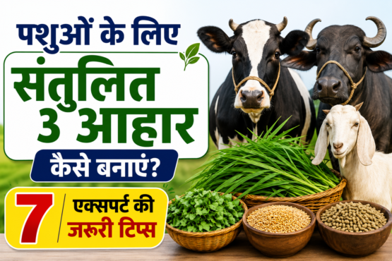 Pashuon Ke Liye Santulit Aahar Kaise Banaye