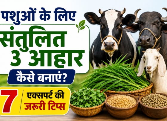 Pashuon Ke Liye Santulit Aahar Kaise Banaye