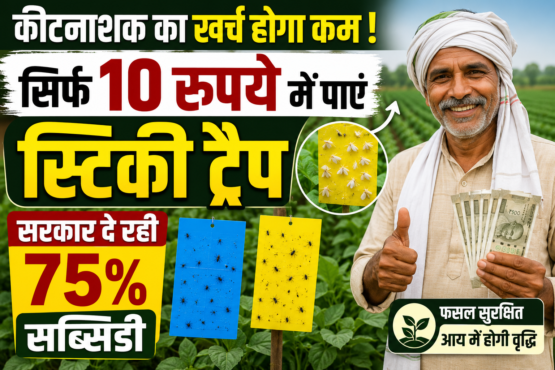 Sirf 10 Rupaye Me Sticky Trap Par 75 Pratishat Subsidy