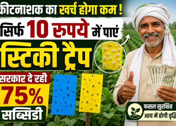 Sirf 10 Rupaye Me Sticky Trap Par 75 Pratishat Subsidy