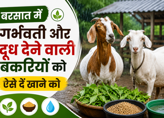Garbhvati Aur Doodh Dene Wali Bakriyon Ko Kya Khilayen?