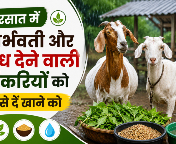 Garbhvati Aur Doodh Dene Wali Bakriyon Ko Kya Khilayen?