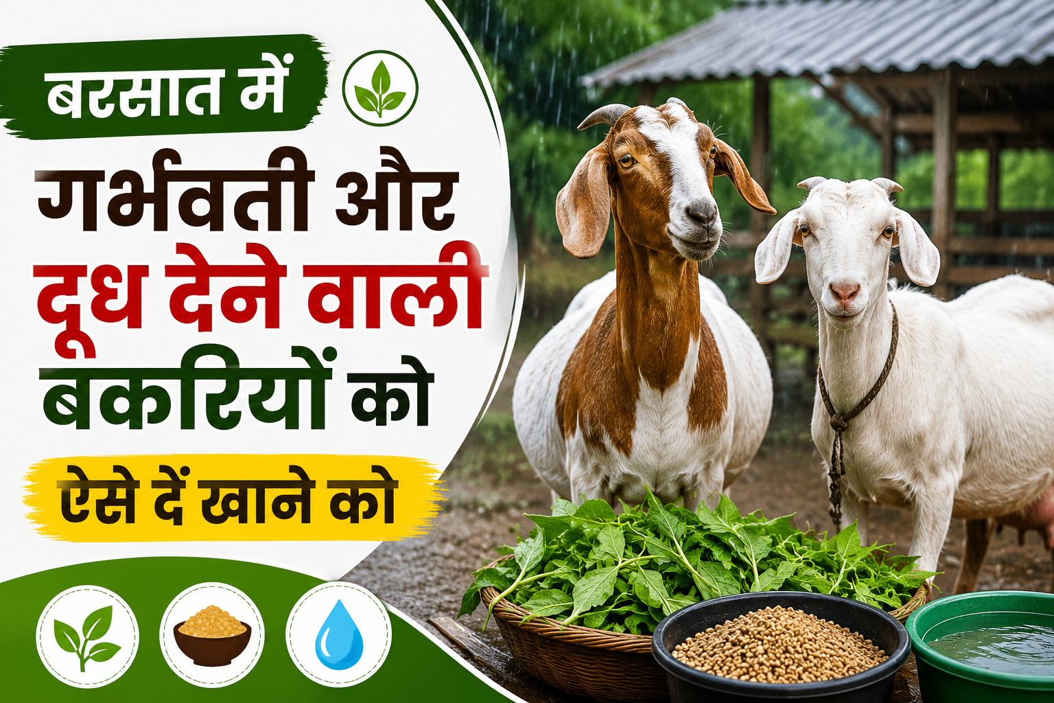 बरसात में जानें सही खुराक और फीडिंग गाइड Garbhvati Aur Doodh Dene Wali Bakriyon Ko Kya Khilayen?
