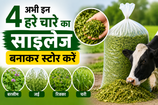Abhi In 4 Hare Chare Ka Silage Banakar Store Kaise Kare