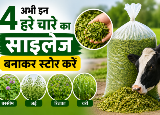 Abhi In 4 Hare Chare Ka Silage Banakar Store Kaise Kare