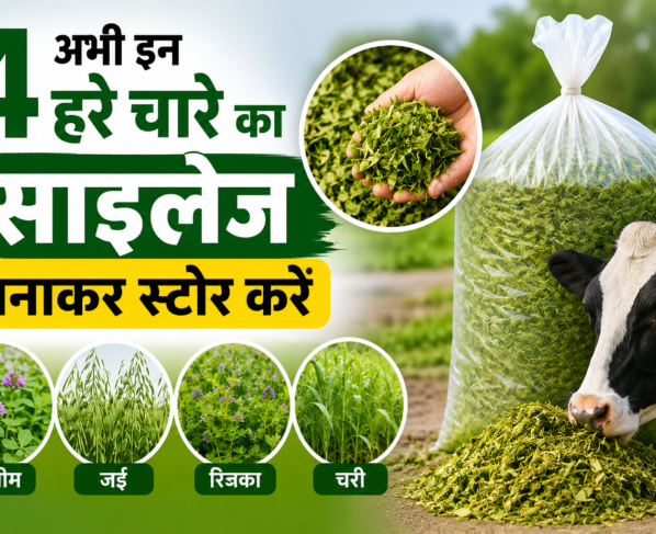 Abhi In 4 Hare Chare Ka Silage Banakar Store Kaise Kare