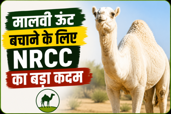 Malvi Unt Bachane Ke Liye NRCC Ka Bada Kadam