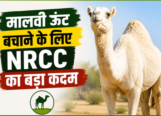 Malvi Unt Bachane Ke Liye NRCC Ka Bada Kadam