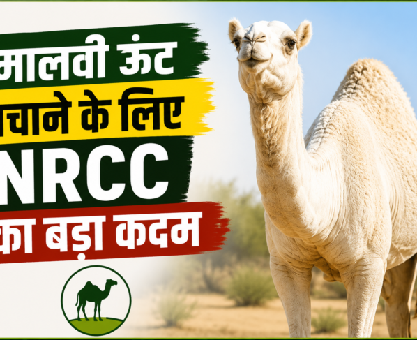 Malvi Unt Bachane Ke Liye NRCC Ka Bada Kadam