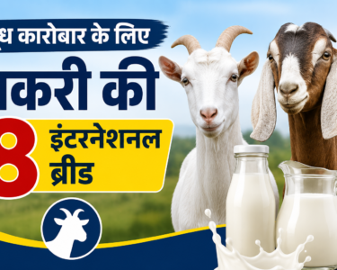 Doodh Karobar Ke Liye Bakri Ki 8 International Breed