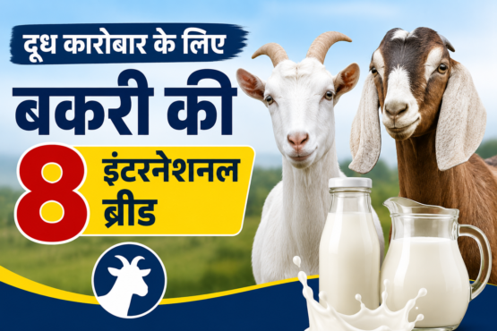 Doodh Karobar Ke Liye Bakri Ki 8 International Breed