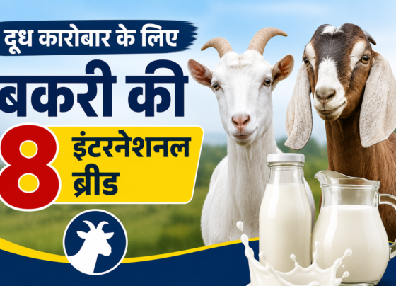 Doodh Karobar Ke Liye Bakri Ki 8 International Breed