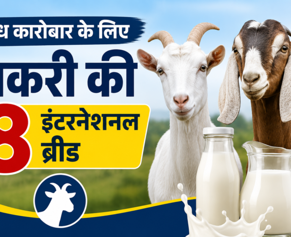 Doodh Karobar Ke Liye Bakri Ki 8 International Breed