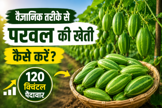 Vaigyanik Tarike Se Parwal Ki Kheti Kaise Kare