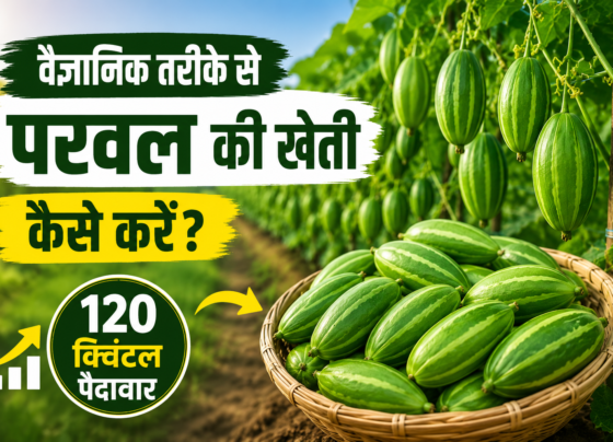 Vaigyanik Tarike Se Parwal Ki Kheti Kaise Kare