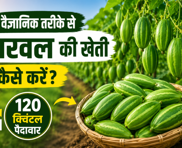 Vaigyanik Tarike Se Parwal Ki Kheti Kaise Kare
