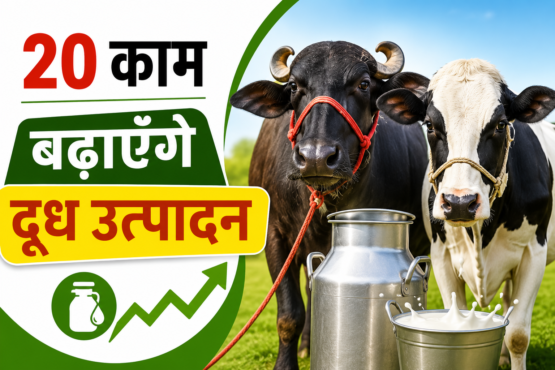 Gay Bhains Ka Doodh Utpadan Kaise Badhaye