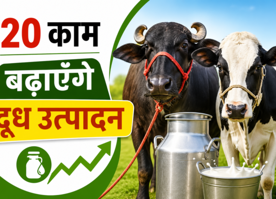 Gay Bhains Ka Doodh Utpadan Kaise Badhaye