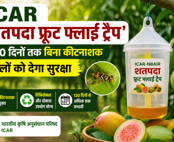 ICAR Shatpada Fruit Fly Trap Kaise Kaam Karta Hai