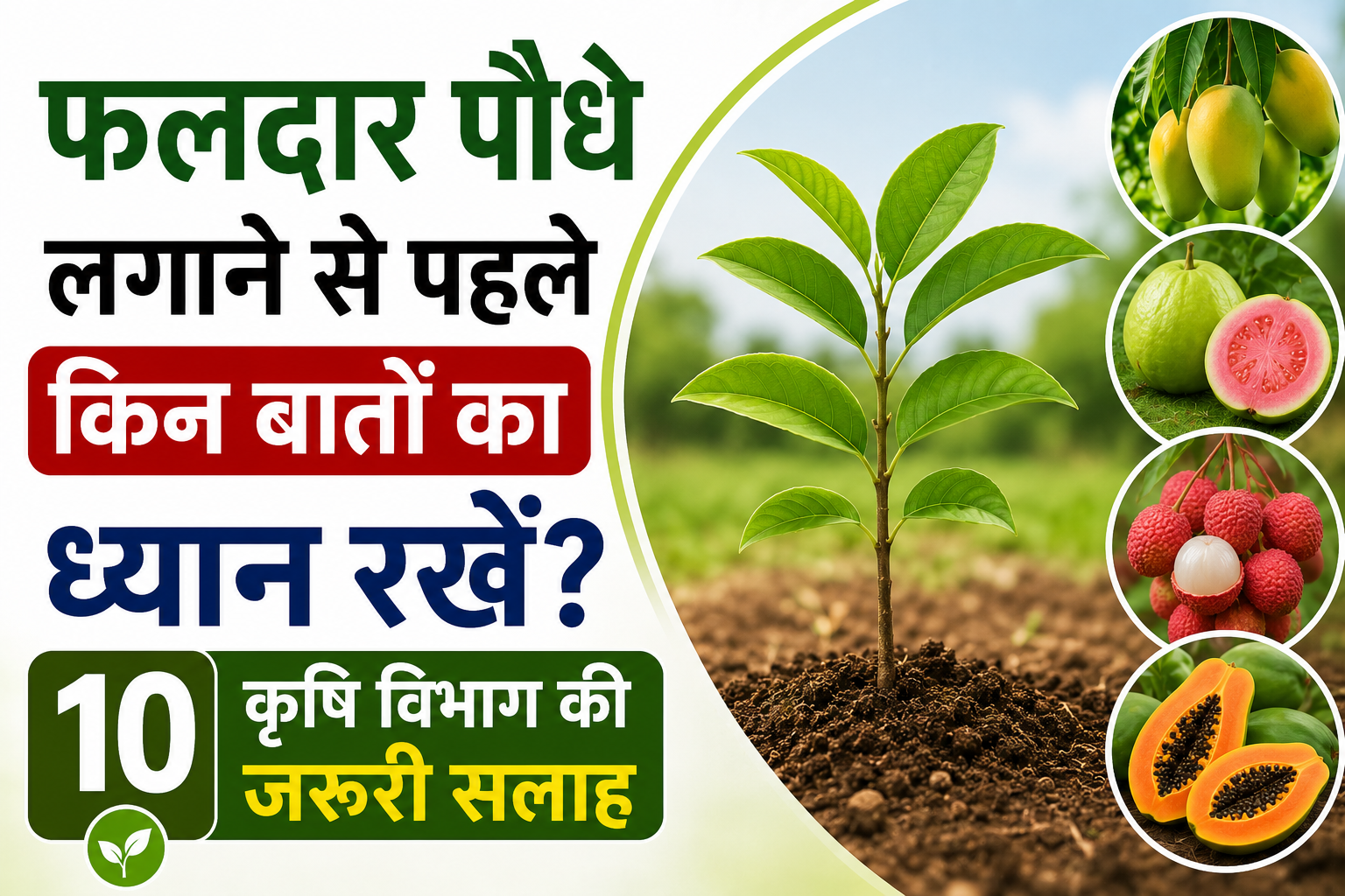 आम, अमरूद, लीची और पपीता के लिए जरूरी टिप्स, कृषि विभाग की 10 जरूरी सलाह Faldar Paudhe Lagane Se Pehle Kin Baton Ka Dhyan Rakhen?