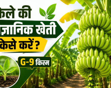 Kele Ki Vaigyanik Kheti Kaise Kare