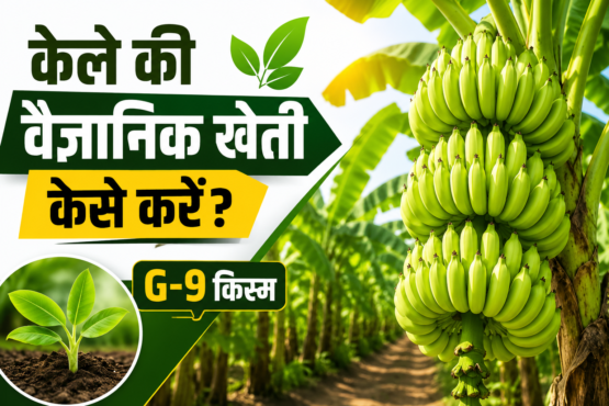 Kele Ki Vaigyanik Kheti Kaise Kare