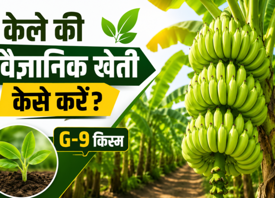 Kele Ki Vaigyanik Kheti Kaise Kare