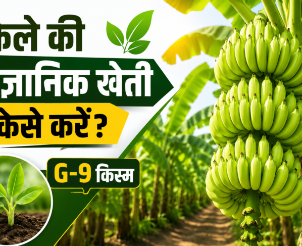 Kele Ki Vaigyanik Kheti Kaise Kare