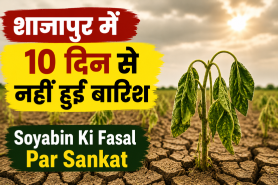 Soyabin Ki Fasal Par Sankat