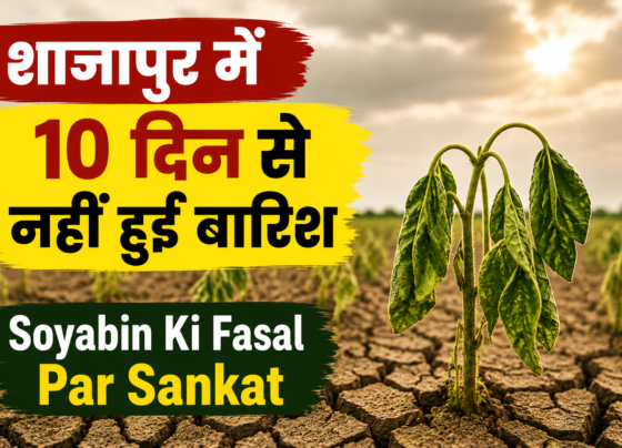 Soyabin Ki Fasal Par Sankat