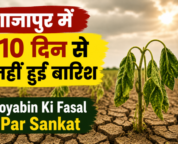 Soyabin Ki Fasal Par Sankat